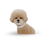 RITOGATO 有機頸繩  | 寵物花紋頸圈